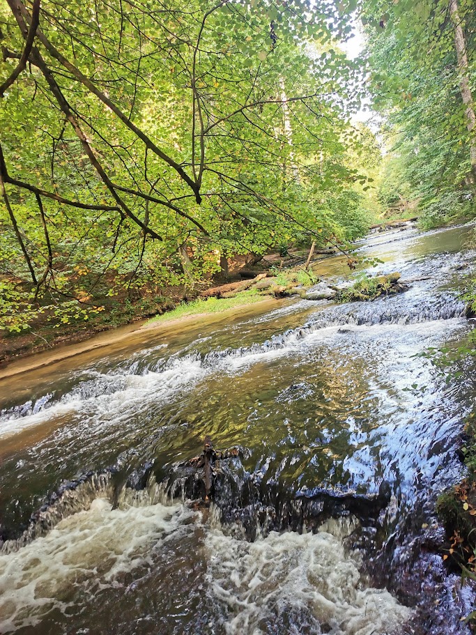 Szumy nad Tanwią