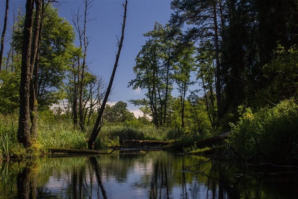 Zielony odcinek rzeki Wieprz podczas spływu kajakowego